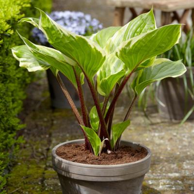 Hosta 'Sorbet'